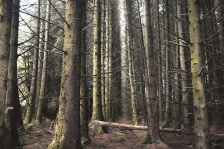 SOFÍA LÓPEZ MAÑÁN El Bosque de Skye, 2014 Fotografía Digital. Impresión en Papel Ilford. 120 x 90cm. Ed. 2/5 + 2AP